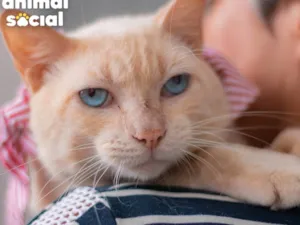 Gato raça SRD-ViraLata idade 1 ano nome OLIVER
