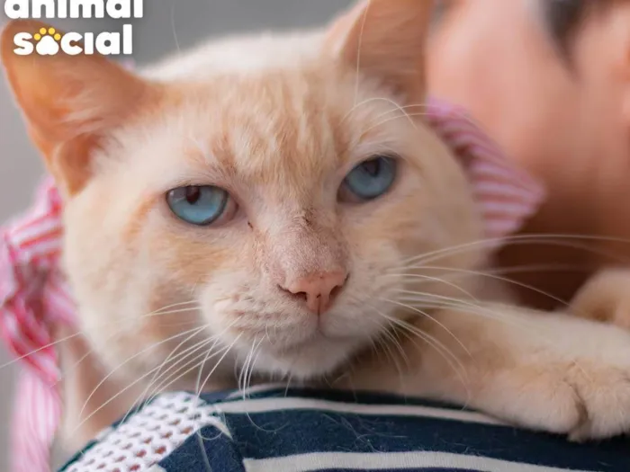 Gato ra a SRD-ViraLata idade 1 ano nome OLIVER