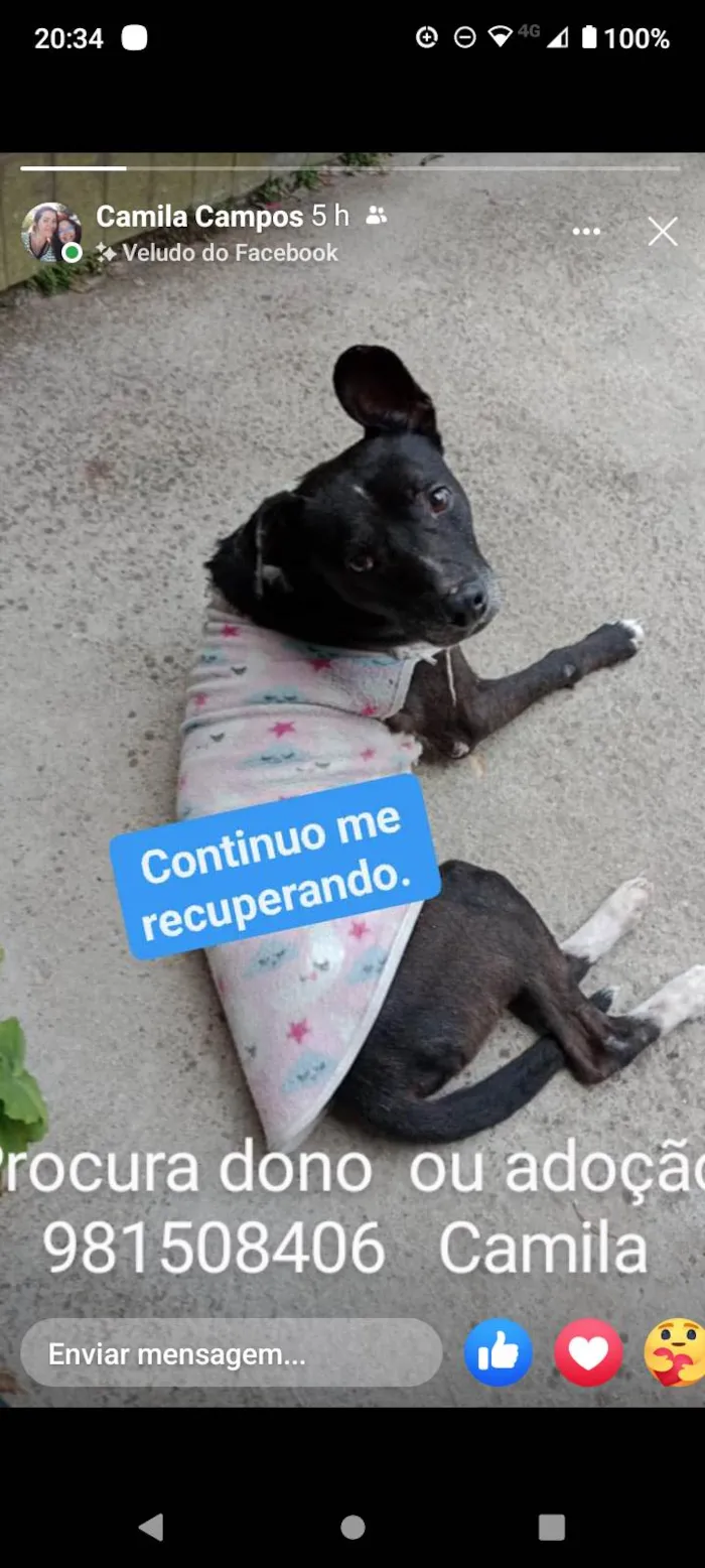 Cachorro ra a SRD-ViraLata idade 2 anos nome Negão 