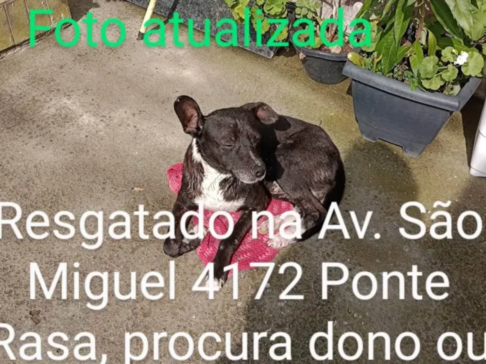 Cachorro ra a SRD-ViraLata idade 2 anos nome Negão 