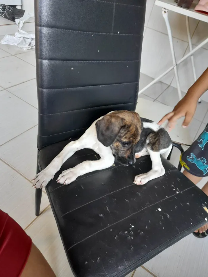 Cachorro ra a Vira lata idade 2 a 6 meses nome Catarina 