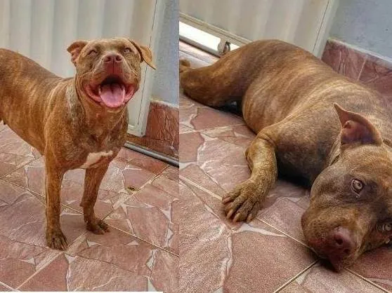 Cachorro ra a Pitbull idade 2 anos nome Kyra