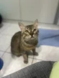 Tigrao