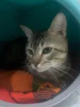 Tigrao 