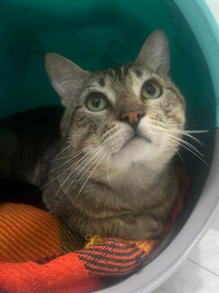 Gato ra a Srd idade 3 anos nome Tigrao 