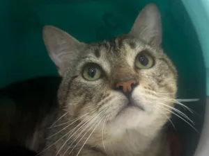 Gato raça Srd idade 3 anos nome Tigrao 