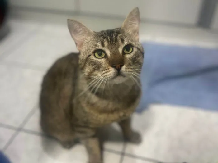 Gato ra a Srd idade 3 anos nome Tigrao 