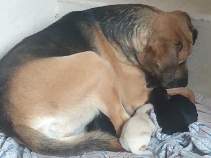 Cachorro ra a SRD-ViraLata idade Abaixo de 2 meses nome Filhotes Femêas