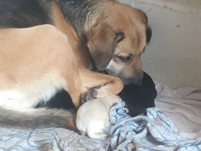 Cachorro ra a SRD-ViraLata idade Abaixo de 2 meses nome Filhotes Femêas