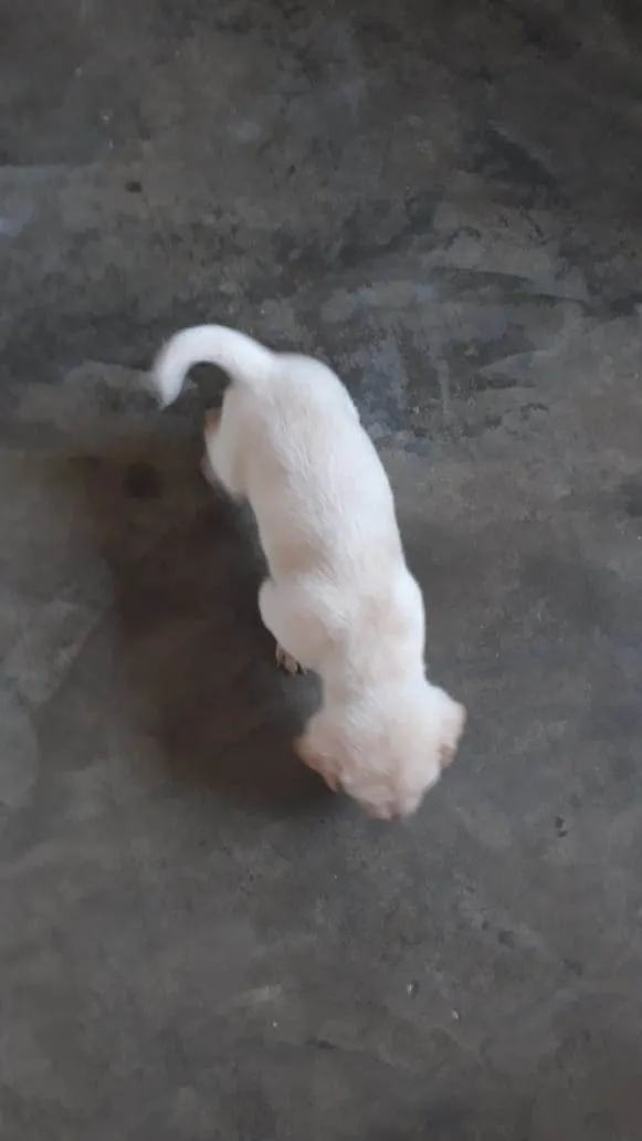 Cachorro ra a SRD-ViraLata idade Abaixo de 2 meses nome Filhotes Femêas