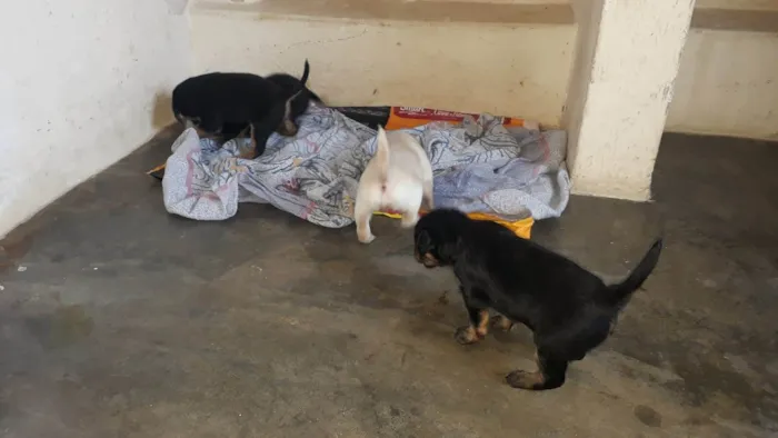 Cachorro ra a SRD-ViraLata idade Abaixo de 2 meses nome Filhotes Femêas
