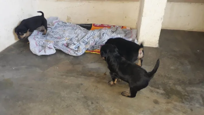 Cachorro ra a SRD-ViraLata idade Abaixo de 2 meses nome Filhotes Femêas