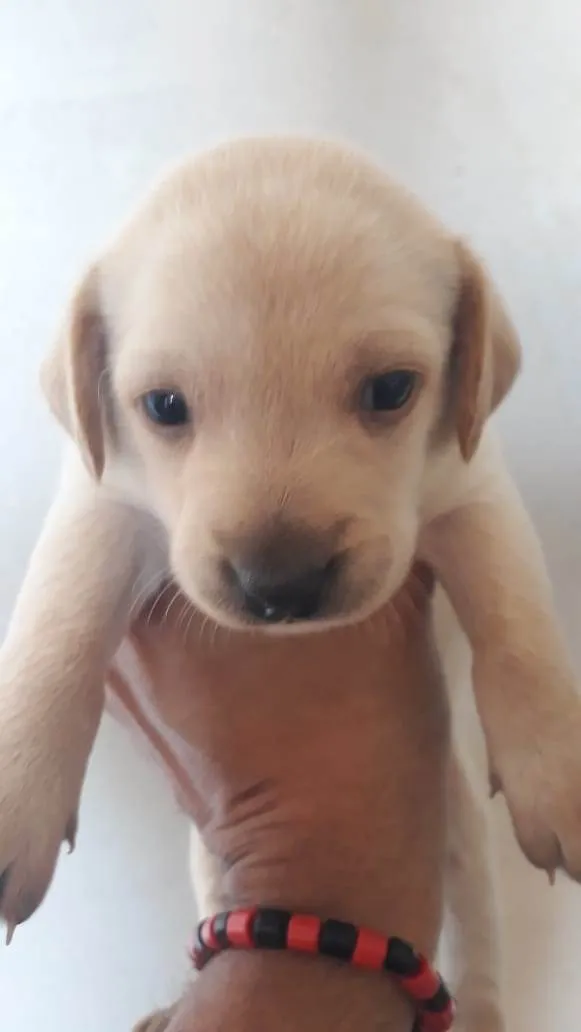 Cachorro ra a SRD-ViraLata idade Abaixo de 2 meses nome Filhotes Femêas