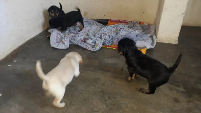 Cachorro ra a SRD-ViraLata idade Abaixo de 2 meses nome Filhotes Femêas