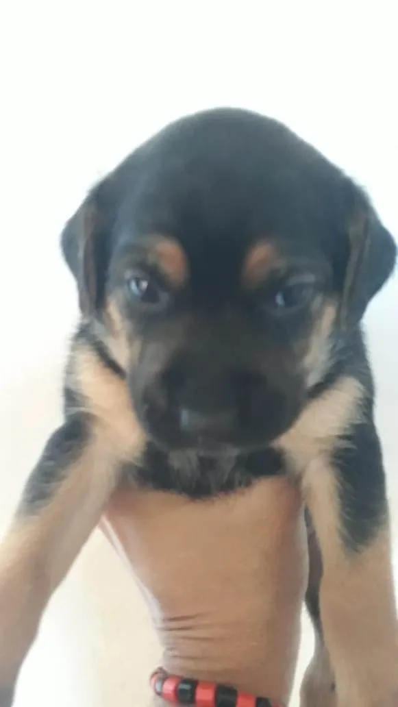 Cachorro ra a SRD-ViraLata idade Abaixo de 2 meses nome Filhotes Femêas