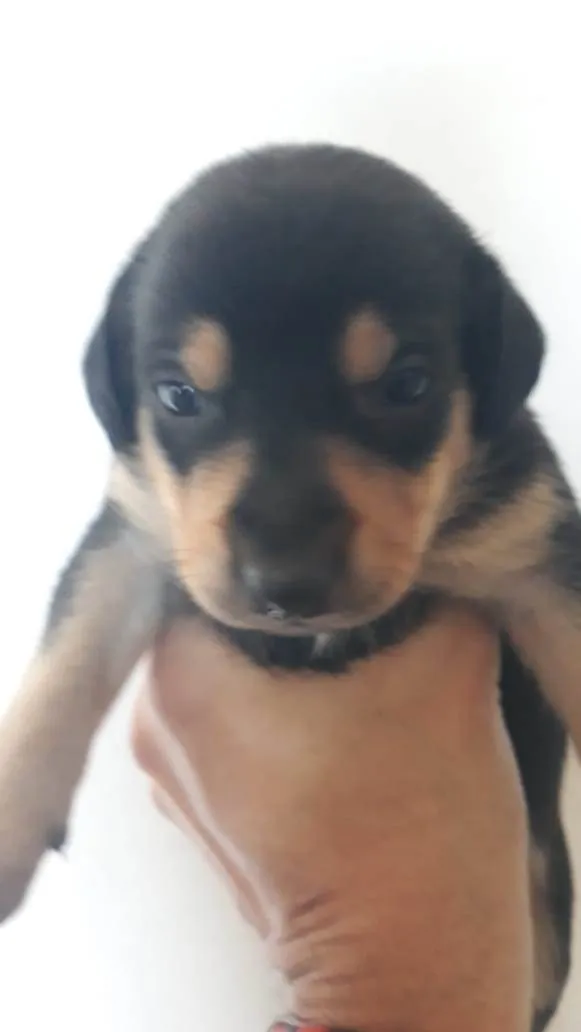 Cachorro ra a SRD-ViraLata idade Abaixo de 2 meses nome Filhotes Femêas
