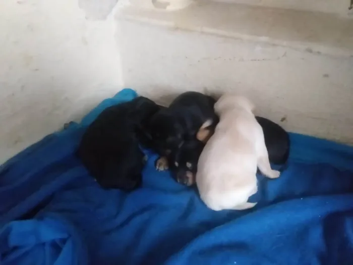 Cachorro ra a SRD-ViraLata idade Abaixo de 2 meses nome Filhotes Femêas