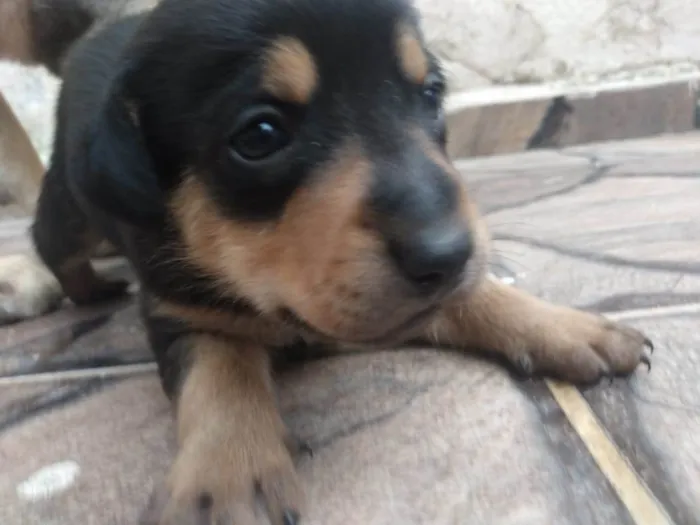 Cachorro ra a SRD-ViraLata idade Abaixo de 2 meses nome Filhotes Femêas