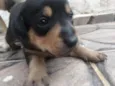 Filhotes Femêas