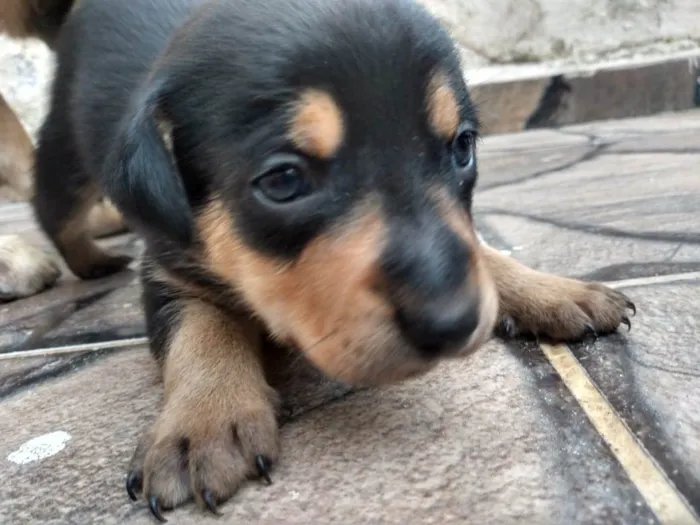 Cachorro ra a SRD-ViraLata idade Abaixo de 2 meses nome Filhotes Femêas