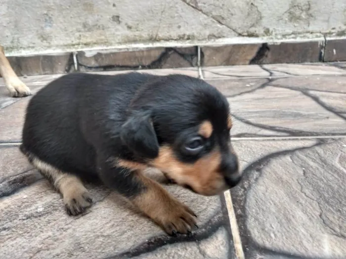 Cachorro ra a SRD-ViraLata idade Abaixo de 2 meses nome Filhotes Femêas