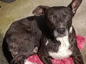 Cachorro raça SRD-ViraLata idade 2 anos nome Negão 