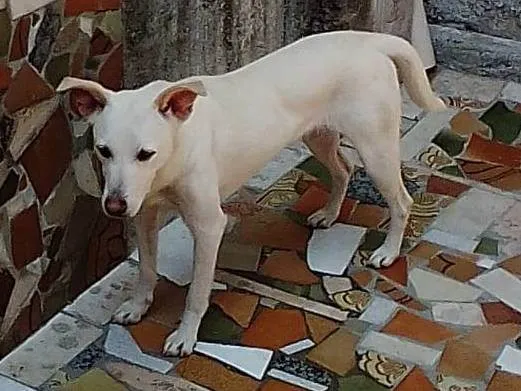 Cachorro ra a SRD-ViraLata idade 1 ano nome MEL