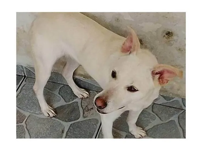 Cachorro ra a SRD-ViraLata idade 1 ano nome MEL