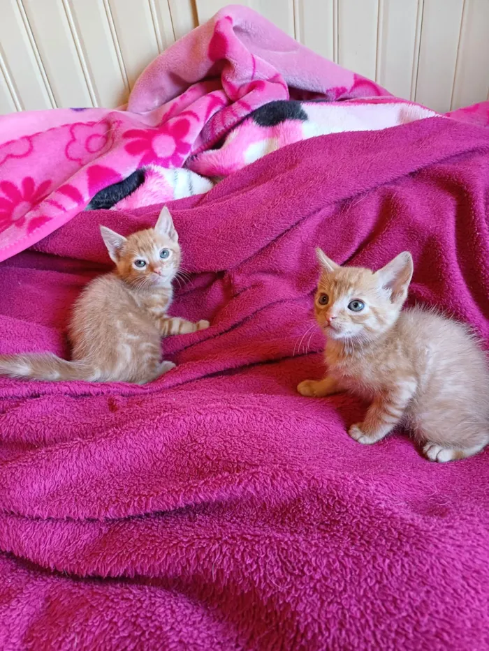 Gato ra a Srd idade Abaixo de 2 meses nome Laranjas adocao