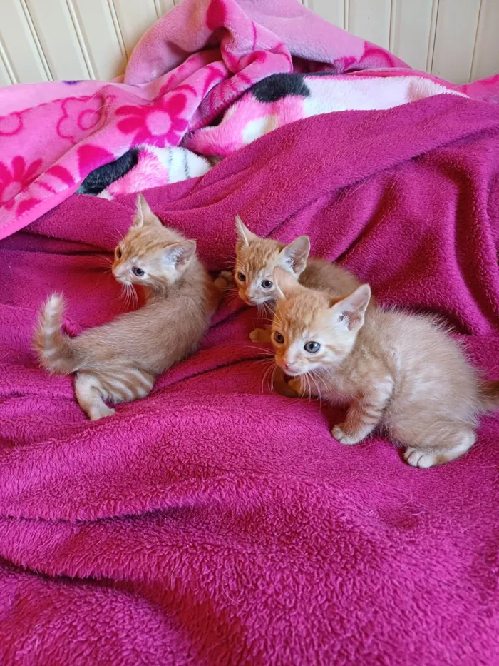 Gato ra a Srd idade Abaixo de 2 meses nome Laranjas adocao