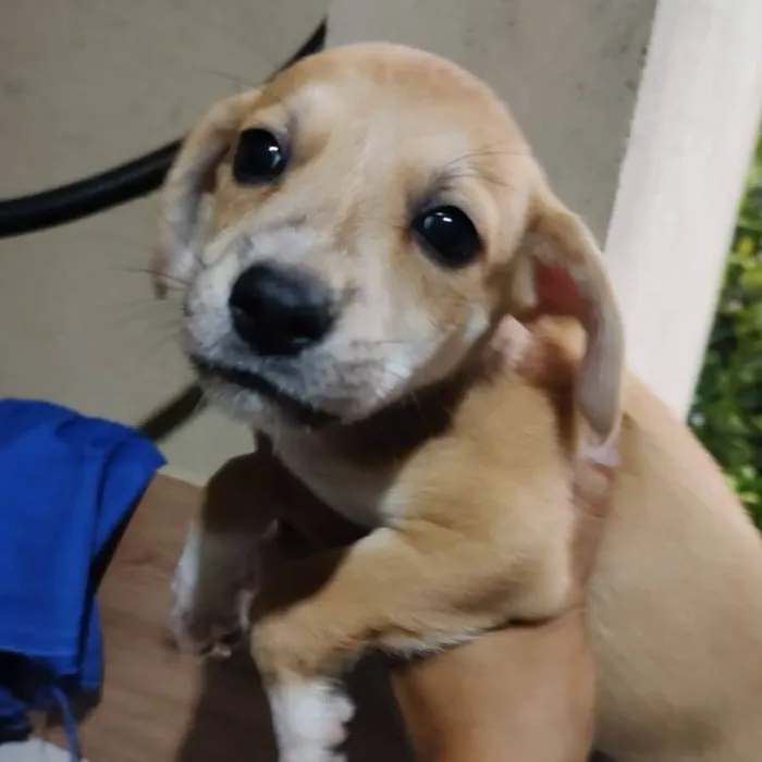 Cachorro ra a SRD-ViraLata idade 2 a 6 meses nome Milla