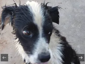 Cachorro raça SRD-ViraLata idade 2 anos nome Panda 