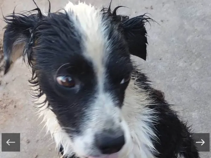 Cachorro ra a SRD-ViraLata idade 2 anos nome Panda 