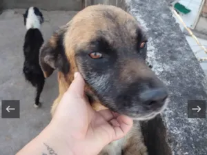 Cachorro raça Labrador + vira-lata idade 2 anos nome Fofão 