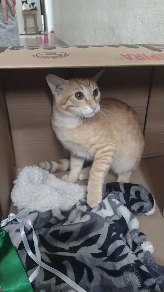 Gato ra a SRD-ViraLata idade 2 a 6 meses nome Brad