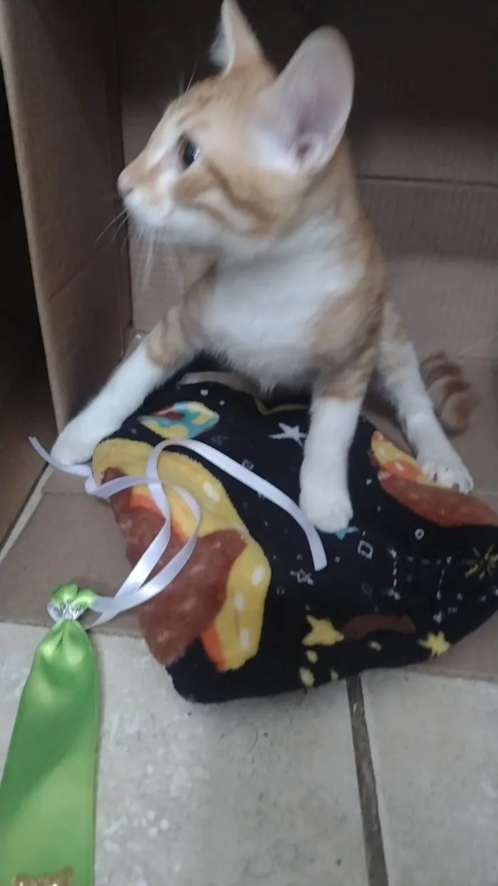 Gato ra a SRD-ViraLata idade 2 a 6 meses nome Brit