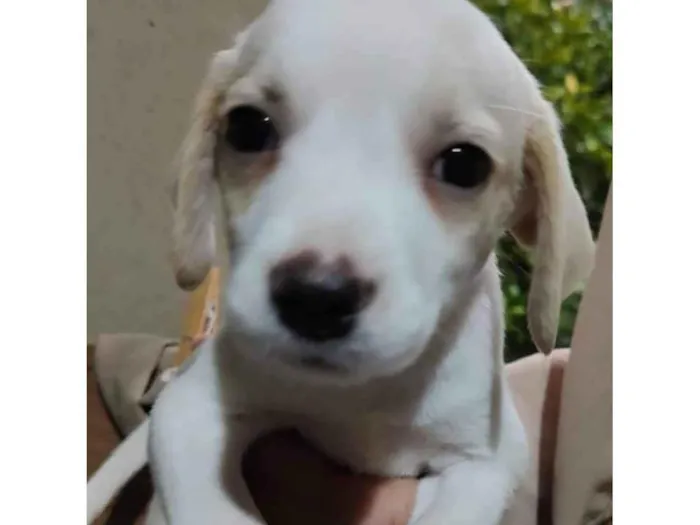 Cachorro ra a SRD-ViraLata idade 2 a 6 meses nome Cristal 