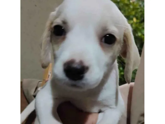 Cachorro ra a SRD-ViraLata idade 2 a 6 meses nome Cristal