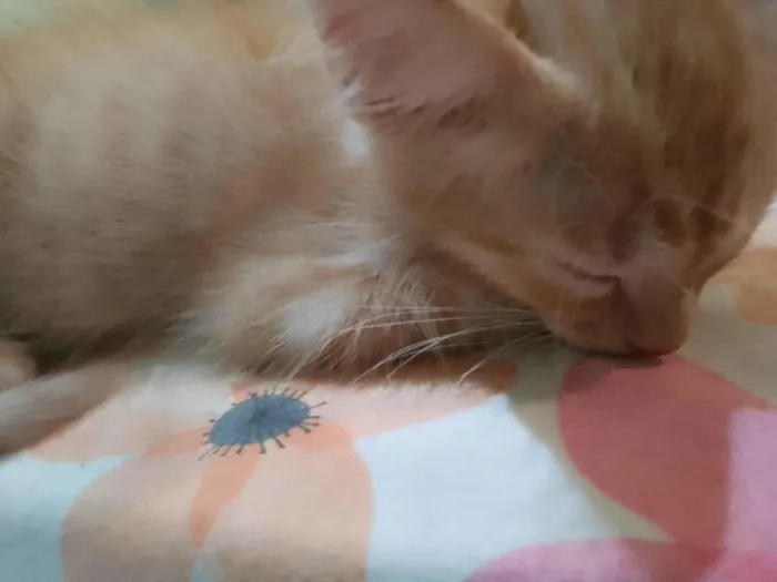 Gato ra a R.N.D idade 2 a 6 meses nome N.D preciso doar urgentemente minha mãe está em cirurgia