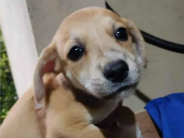 Cachorro ra a SRD-ViraLata idade 2 a 6 meses nome Milla