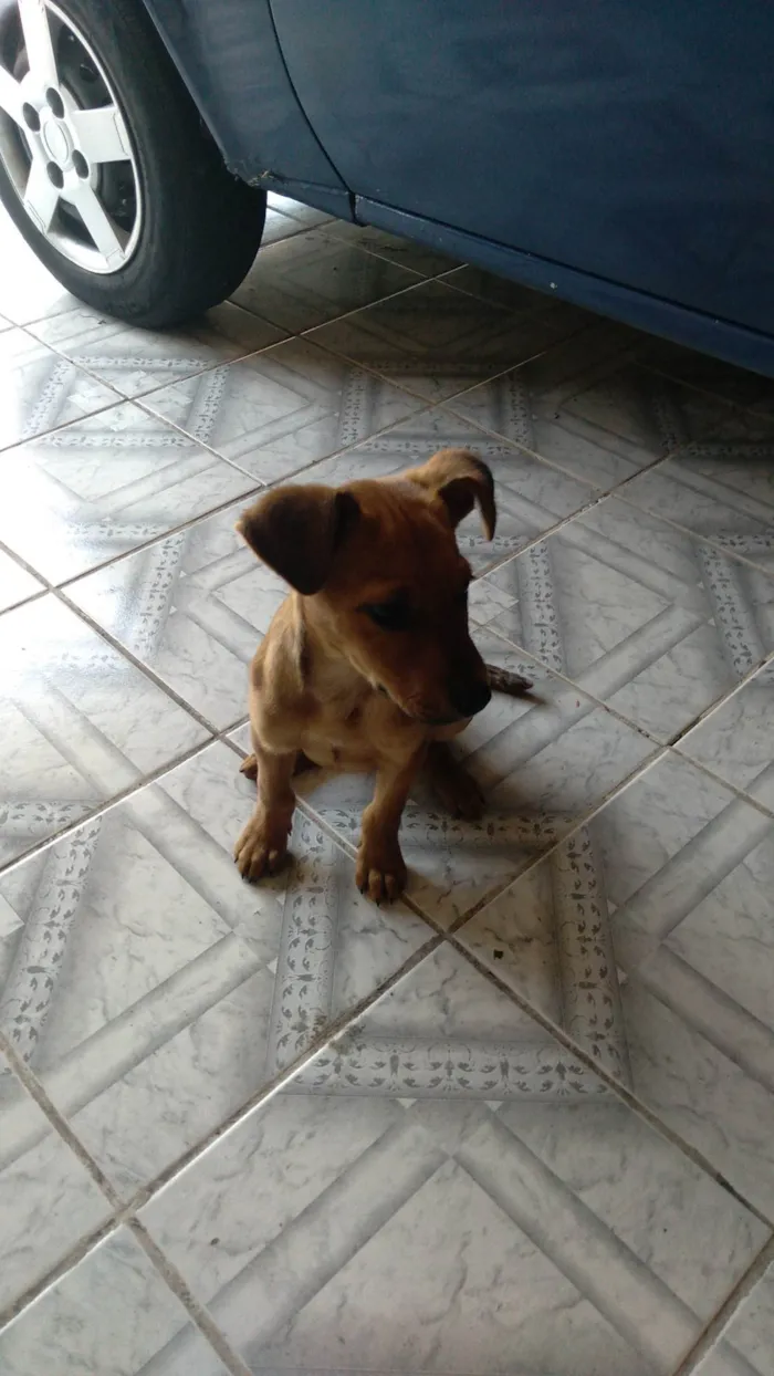 Cachorro ra a SRD-ViraLata idade 2 a 6 meses nome Caramelo 