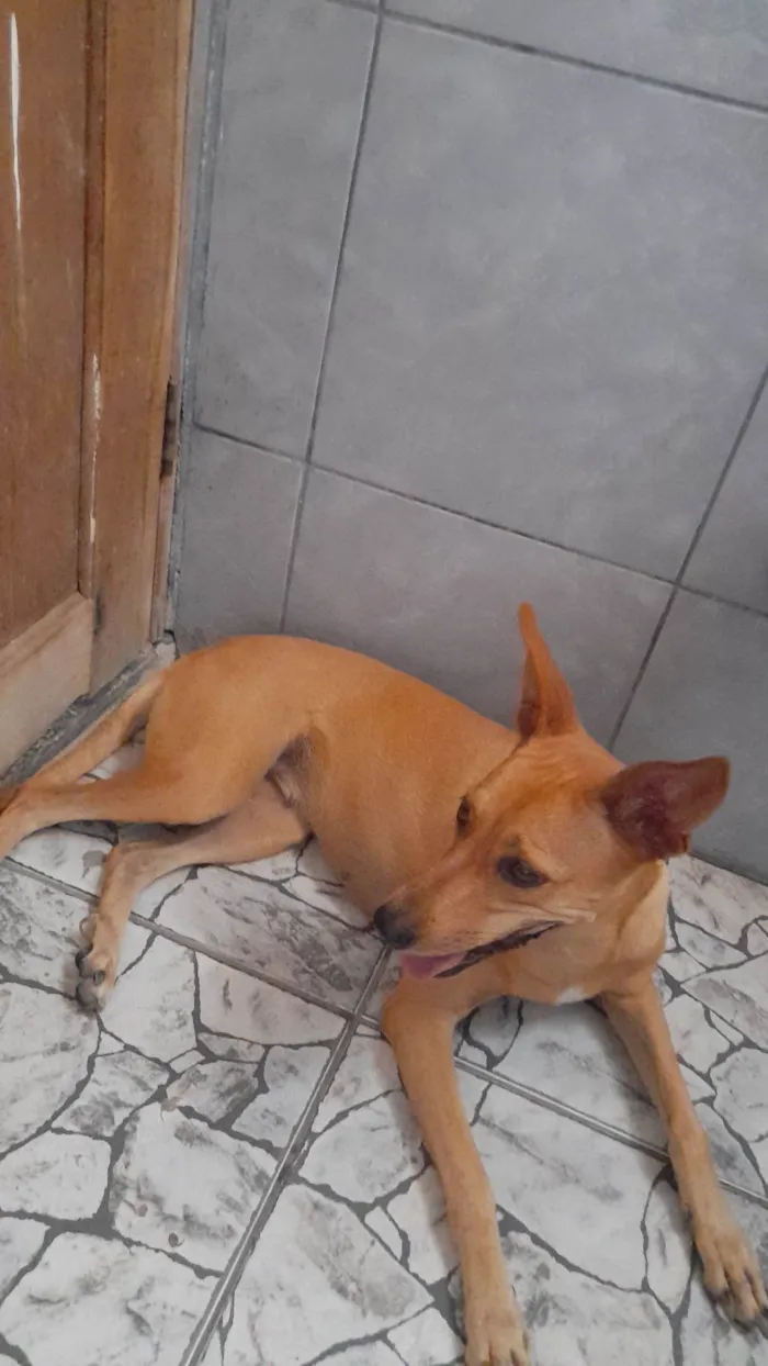 Cachorro ra a SRD-ViraLata idade 1 ano nome Mileyde 