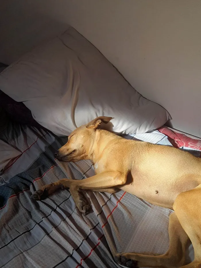 Cachorro ra a SRD-ViraLata idade 1 ano nome Mileyde 