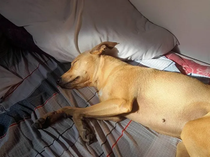 Cachorro ra a SRD-ViraLata idade 1 ano nome Mileyde 