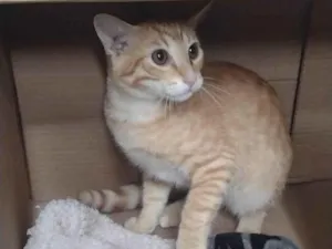 Gato raça SRD-ViraLata idade 2 a 6 meses nome Brad