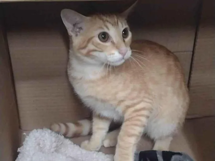 Gato ra a SRD-ViraLata idade 2 a 6 meses nome Brad
