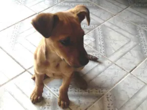 Cachorro raça SRD-ViraLata idade 2 a 6 meses nome Caramelo 