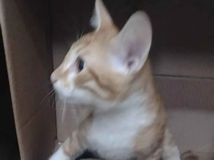 Gato ra a SRD-ViraLata idade 2 a 6 meses nome Brit