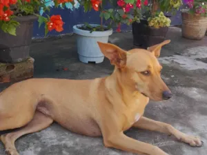 Cachorro raça SRD-ViraLata idade 1 ano nome Mileyde 