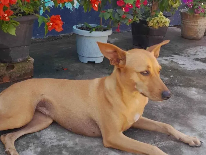 Cachorro ra a SRD-ViraLata idade 1 ano nome Mileyde 